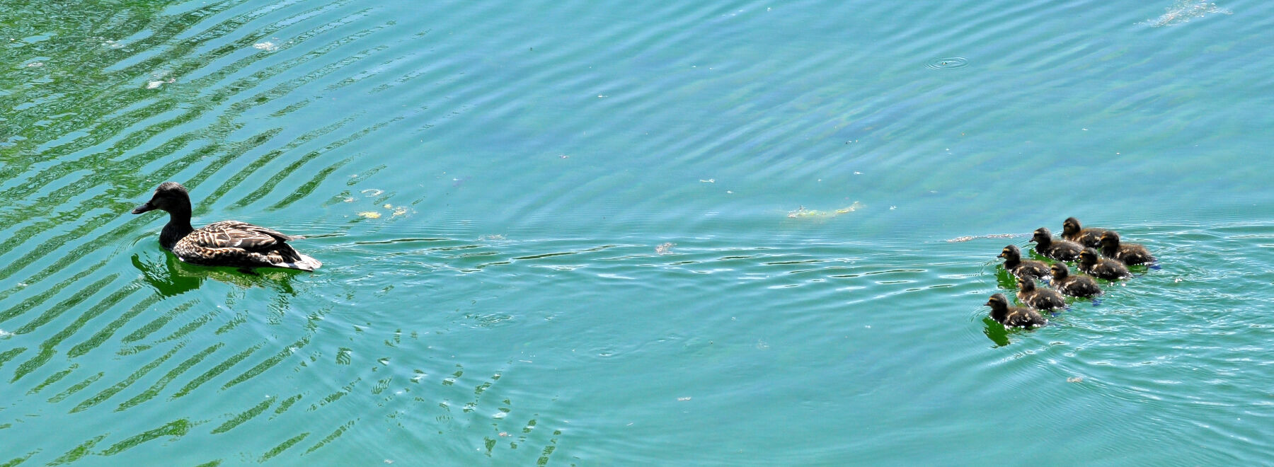 Am See schwimmen der Entenmutter ihre Kinder hinterher.