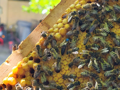 Eine Ansammlung von Bienen auf einem Holzrahmen in einem Bienenstock.