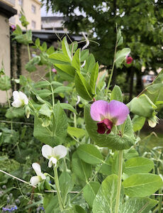 Eine Pflanze mit schöner Blüte in Nahaufnahme.