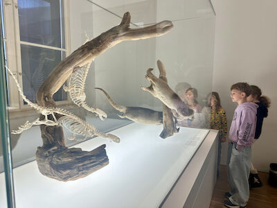 Eine Kleingruppe beäugt den Inhalt einer Vitrine ganz penibel. Darin sind ausgestopfte Tiere und Skelette davon zu sehen.