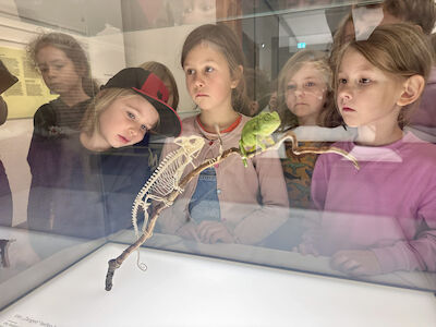 In einer Glasvitrine befindet sich ein Chamäleon und eine Skelett eines Chamäleons. Im Hintergrund schauen ein paar Kinder interessiert hinein.