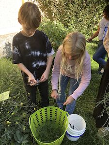 Ein Mädchen und ein Bub ernten fleißig im Schulgarten und legen ihre Schätze in einen gelöcherten grünen Korb aus Plastik.